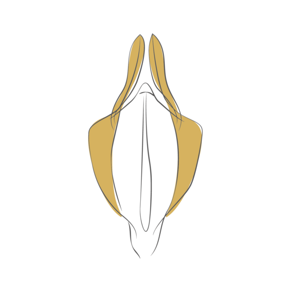 schamlippenverkleinerung_2.png