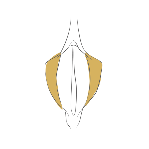 schamlippenverkleinerung_1.png